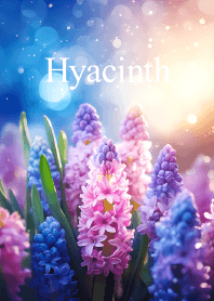 ヒヤシンス vol.4