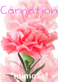 *Flower* Carnation #03-8