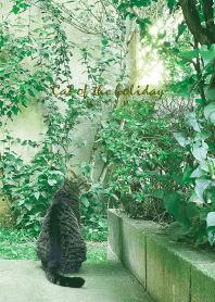 Cat of the holiday 15