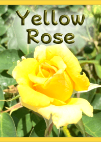 ธีมภาพดอกกุหลาบสีเหลือง (สีเหลือง)