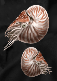 Nautilus