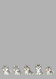 Smiling Siberian Husky3 on white