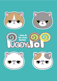 Various Exotic Shorthair Theme