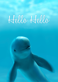 OOS: Hello Hello.