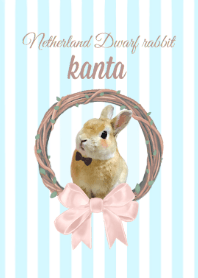 Netherland Dwarf rabbit Kanta