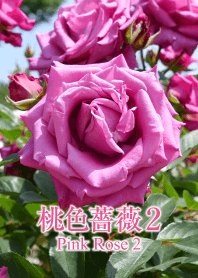 "Pink Rose 2"