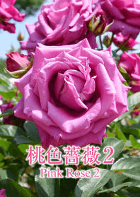 「桃色薔薇2(ピンクローズ)」のきせかえ