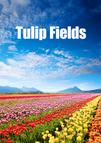 チューリップ畑 vol.3