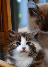 Nyanko Great Runaway#mihad2330