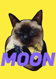 Siamese cat MOON