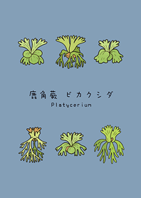 我養的鹿角蕨(莫蘭迪藍色)