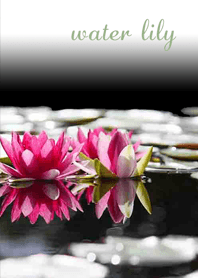 Beautiful water lily flowers2