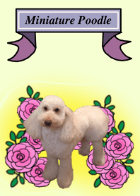 Cookie the Miniature Poodle