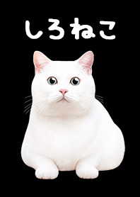 しろねこ - ブラック