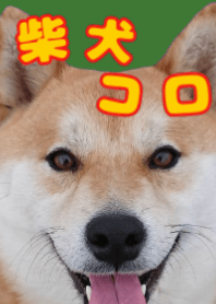 柴犬コロ