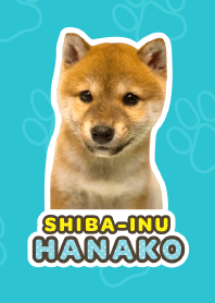 Shiba Inu Hanako [PhotoTheme*a26*]