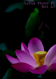 Lotus Photo #1-6 NotAI