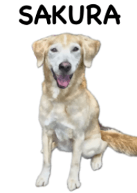 さくらちゃん