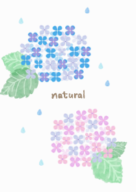 Hydrangea watercolor13