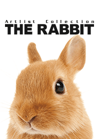 Artlist Collection THE RABBIT
