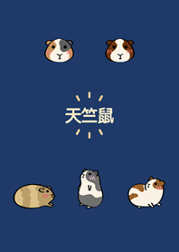 我養的虛擬天竺鼠(午夜藍)