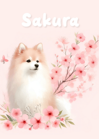 Cherry blossoms blooming - JP84