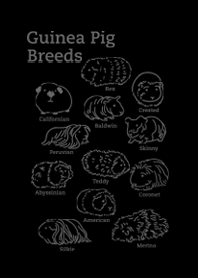 Guinea pig breeds-Black 2025 LET'S DRAW