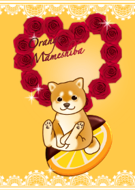 orange chocolate mame shiba brown dog