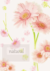Gentle scent of fragrant gerbera13.