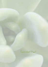 多肉植物のきせかえ4