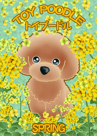 TOY POODLE トイプードル (春)