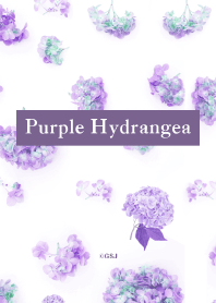 Purple Hydrangea from Japan