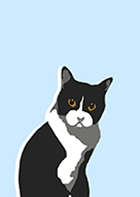 Tuxedo cat ,