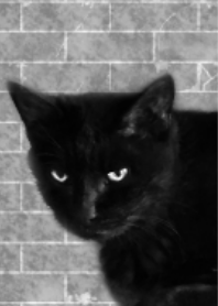 The cat of monochrome
