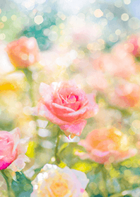 Beautiful rose flower(R2891)