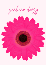 gerbera daisy(brown&vivid pink)