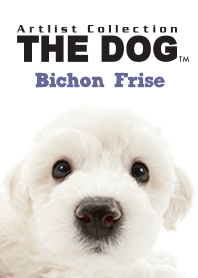 THE DOG Bichon Frise