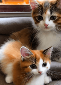 Nyanko Great Runaway#ladgat26