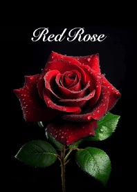 "Red Rose vol.14" theme