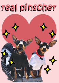 real pinscher 2 #POP