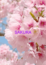 Spring is almost here. SAKURA.70