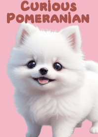 Curious Pomeranian VOL.5