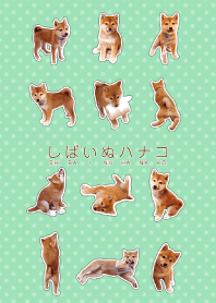 しばいぬハナコ 17