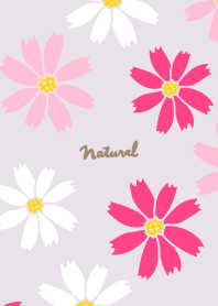 Cosmos darkish purple2 from Japan