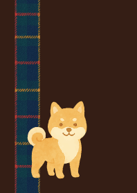 brown きりっとした柴犬01