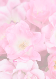 Rose Theme 55