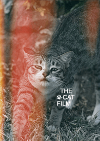 The cat film