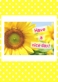 - ดอกทานตะวัน - 25