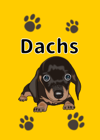 Dachs3