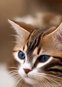 Nyanko Great Runaway#MIHAD2326.